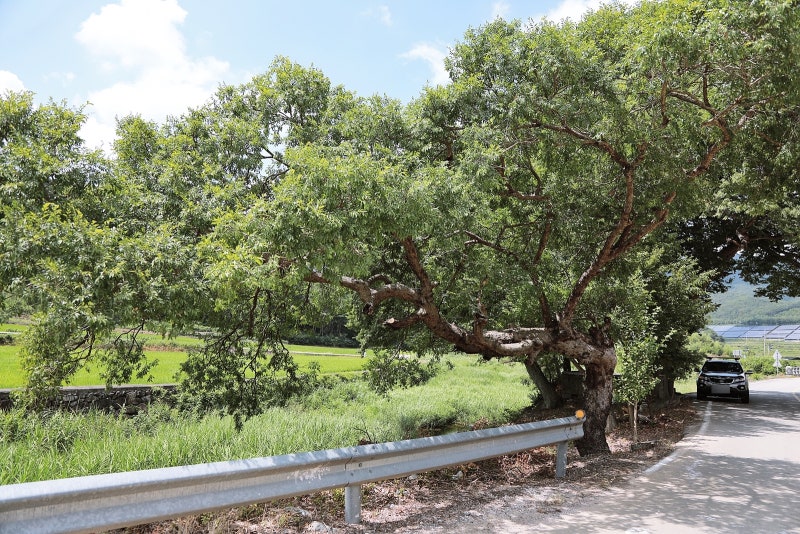 Tree trimming / vegetation reference example